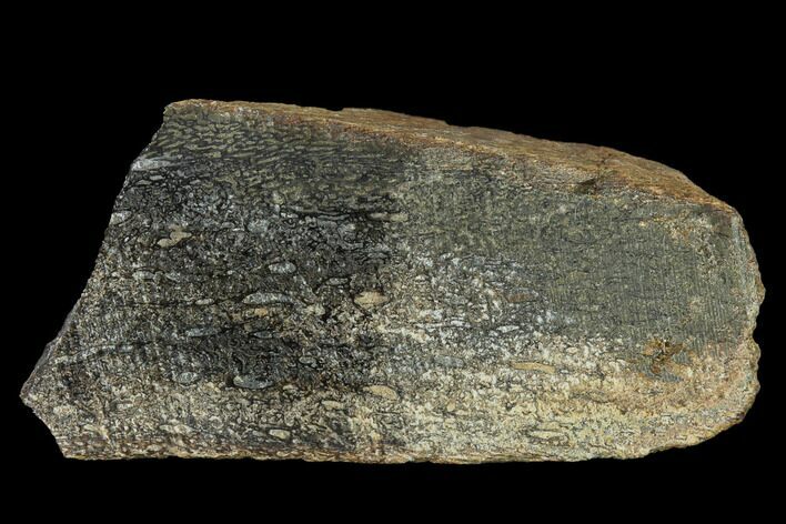 Polished Pliosaur (Liopleurodon) Bone - England #164863